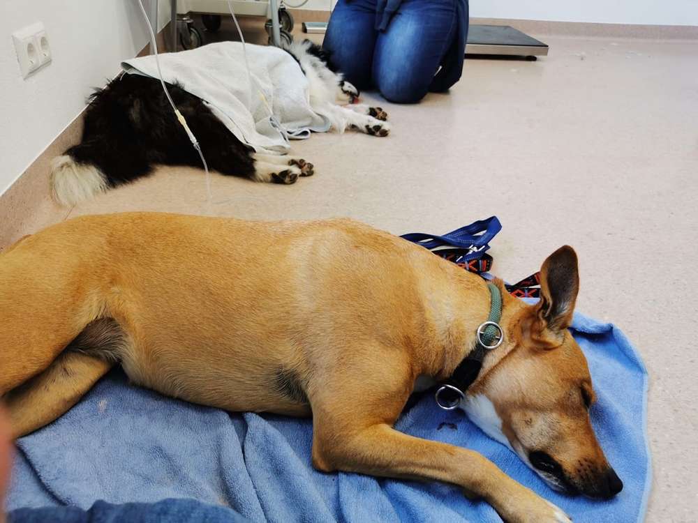 Giftköder-Giftköder-Profilbild