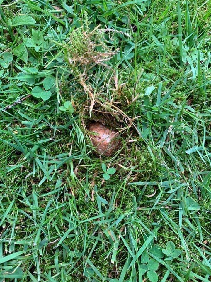 Giftköder-Fleischbällchen-Profilbild