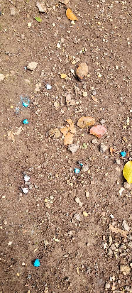 Giftköder-Blaue Körner-Profilbild