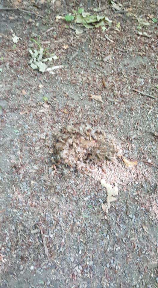 Giftköder-EPS Dortmund Eving-Profilbild