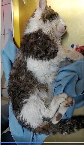 Giftköder-Vergiftete Katze-Profilbild