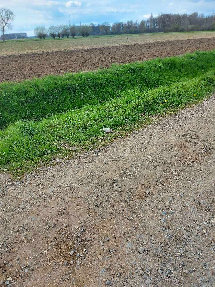 Giftköder-Rattenkadaver-Profilbild