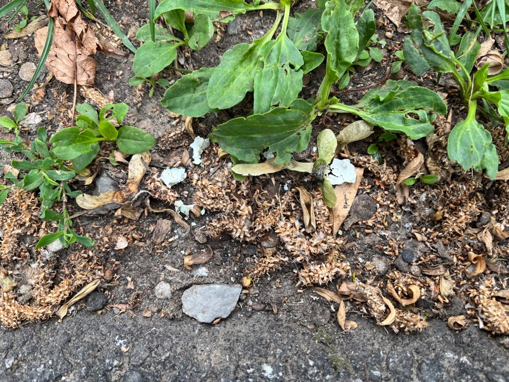 Giftköder-Weiß / blaues Pulver-Profilbild