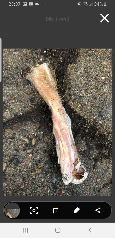 Giftköder-Rehbeinstücke unter Hecken verteilt-Profilbild