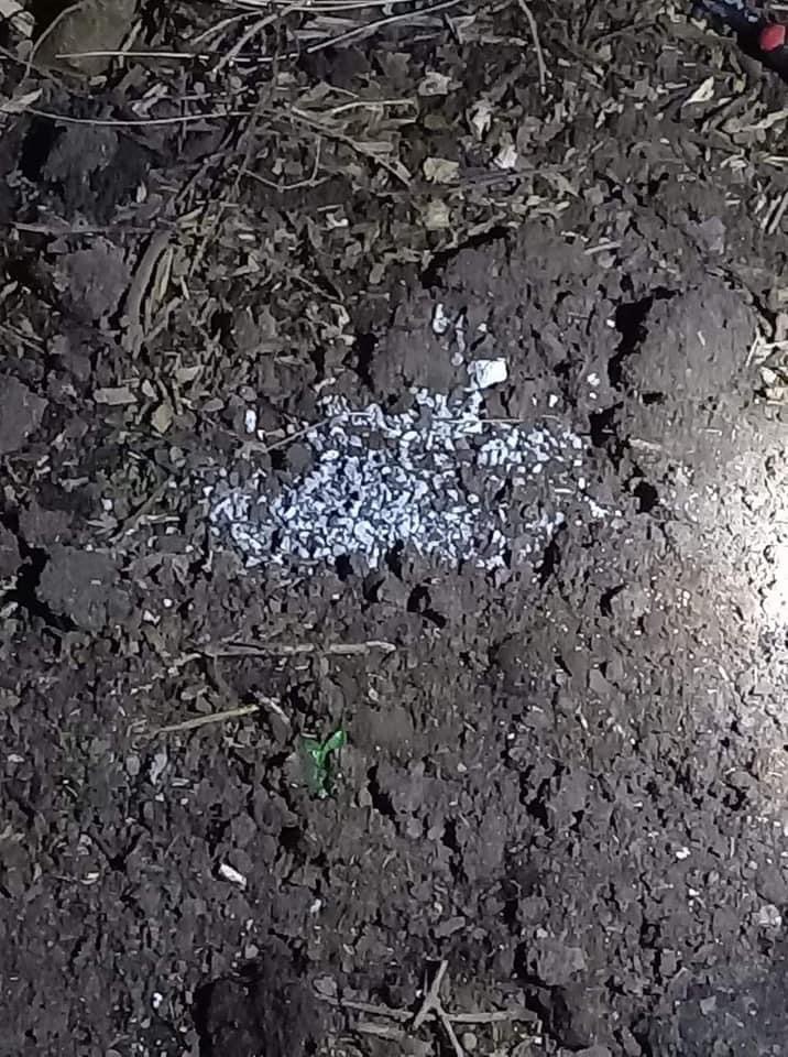 Giftköder-Rattengift-Profilbild