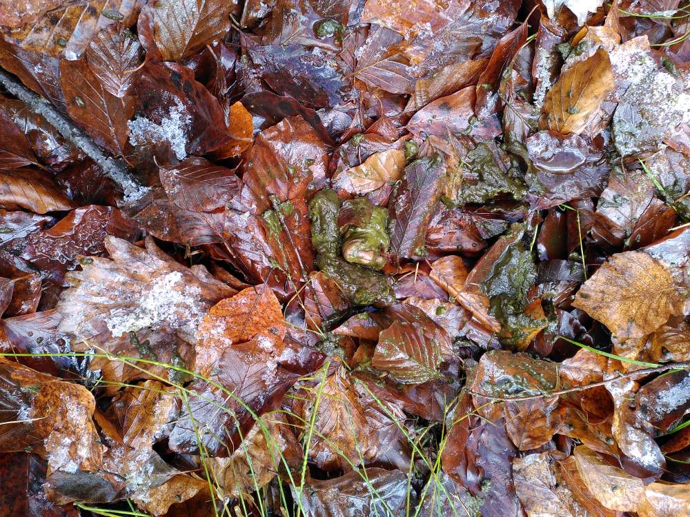 Giftköder-Kadaverreste-Profilbild