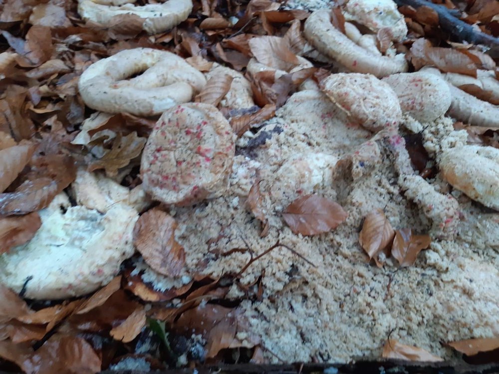 Giftköder-Rote Punkte - möglicher Giftköder-Profilbild