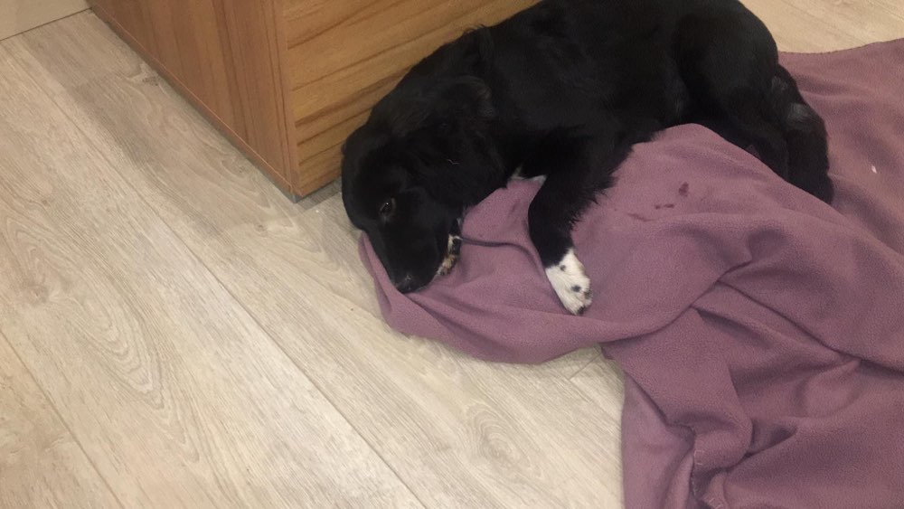 Giftköder-Giftköder / vergifteter Hund-Profilbild