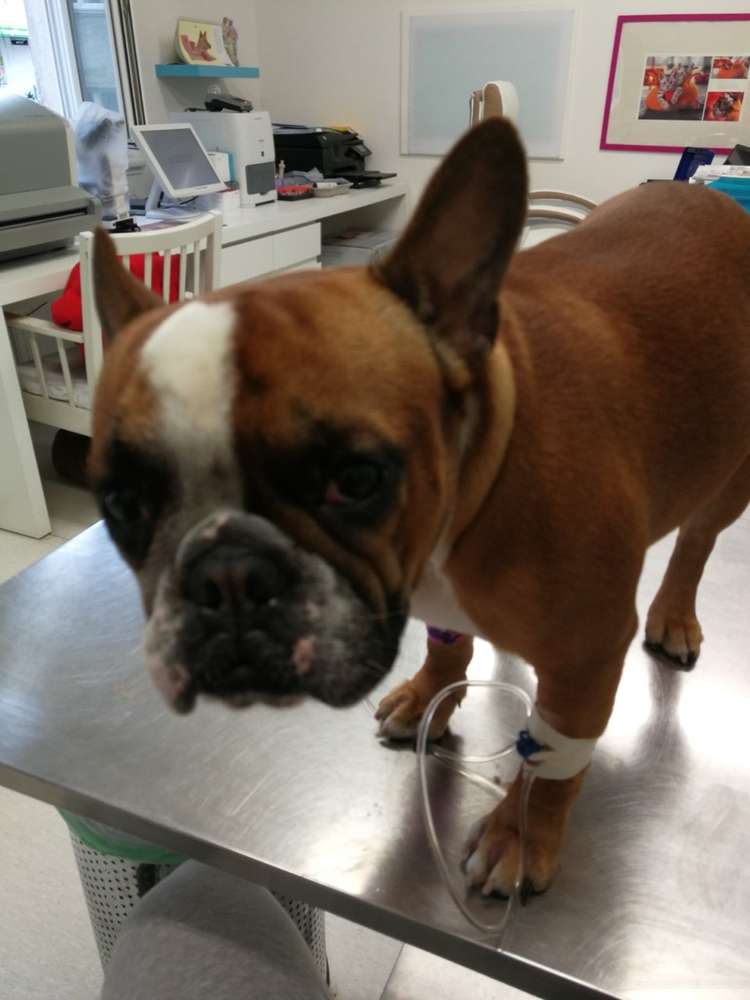 Giftköder-Vergifteter Hund // Giftköder-Profilbild