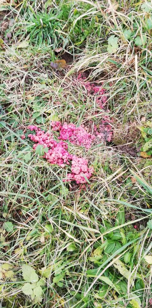 Giftköder-Giftkoetter-Profilbild