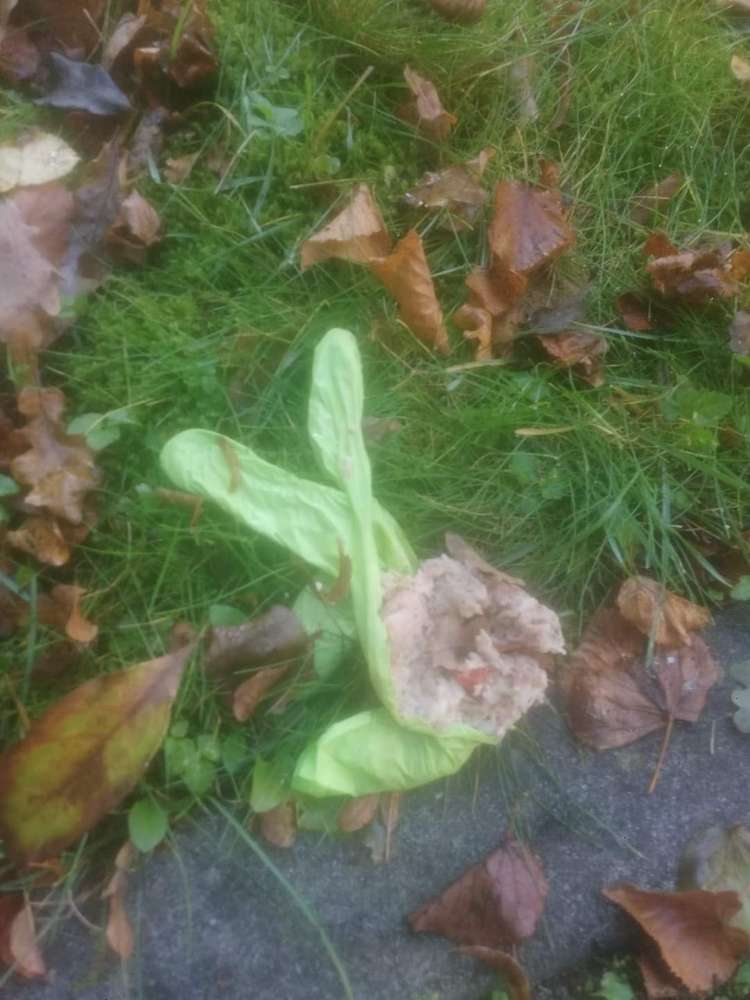 Giftköder-Köder in Latexhandschuh-Profilbild