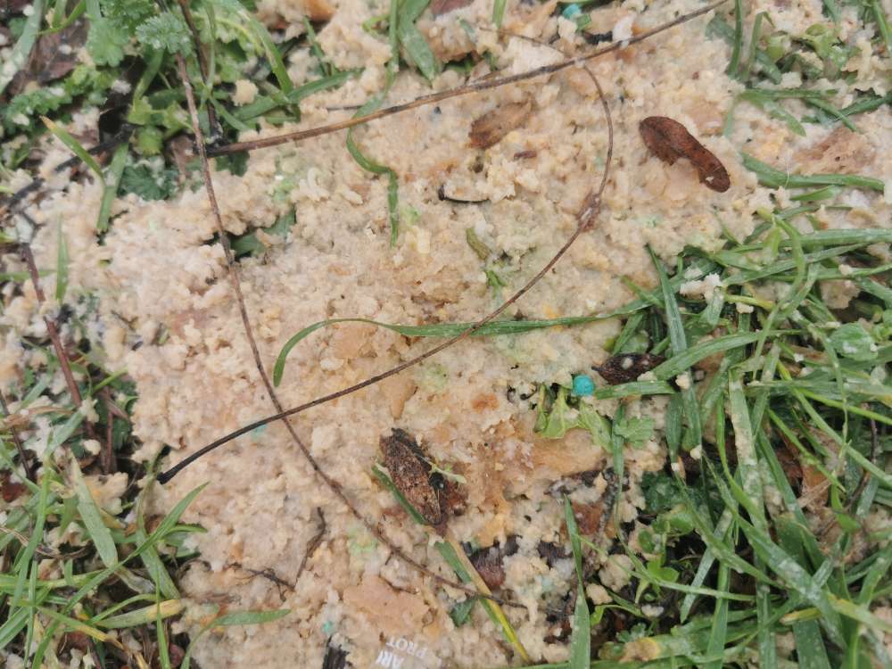 Giftköder-Giftköder-Profilbild