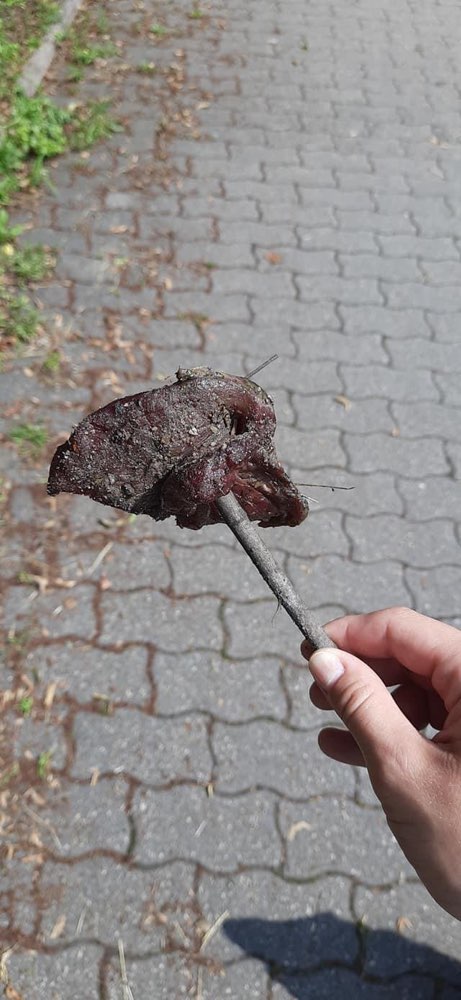 Giftköder-Ausgelegtes Fleisch-Profilbild