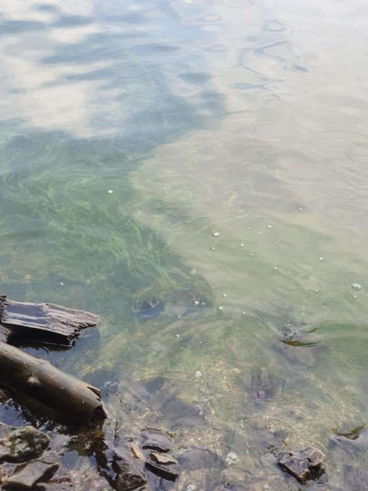 Giftköder-Blaualgen-Profilbild