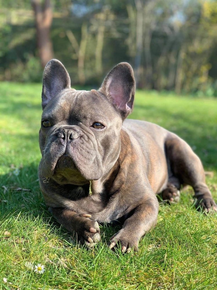 Suchmeldung-Hugo-Profilbild