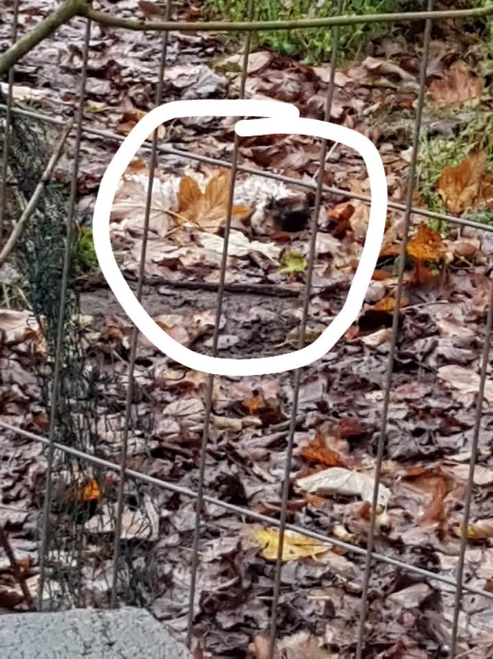 Giftköder-Tote Katze-Profilbild