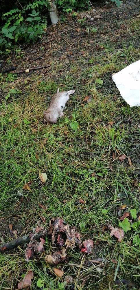 Giftköder-Fleisch und tote Ratte-Profilbild