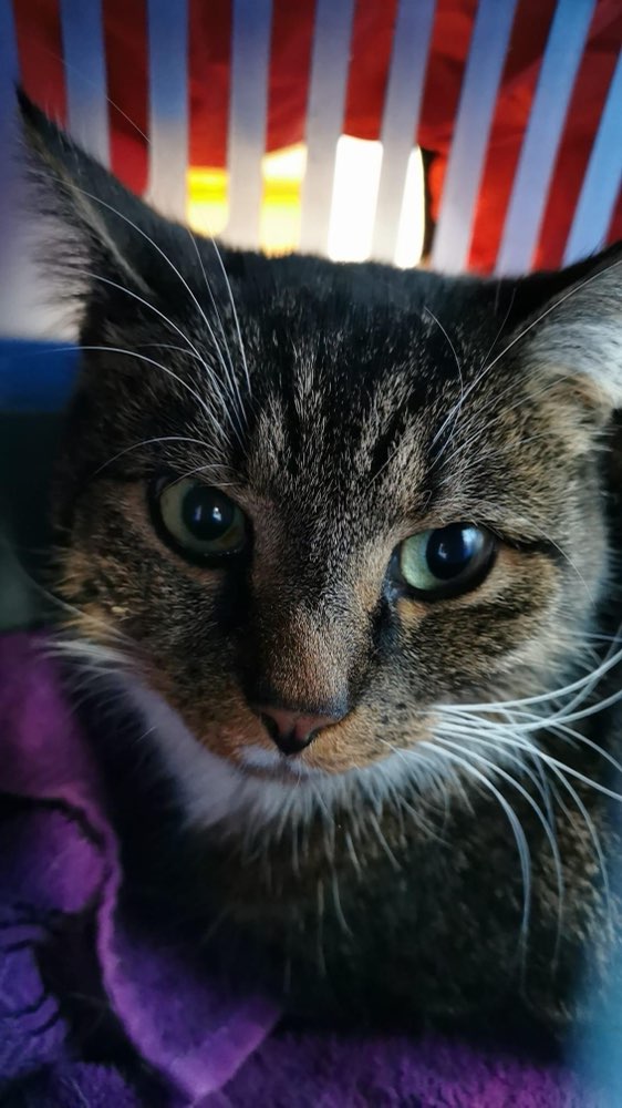 Giftköder-Vergiftet Katze-Profilbild