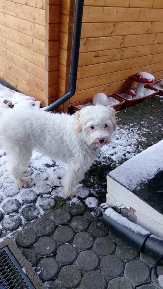 Suchmeldung-Struppi-Profilbild