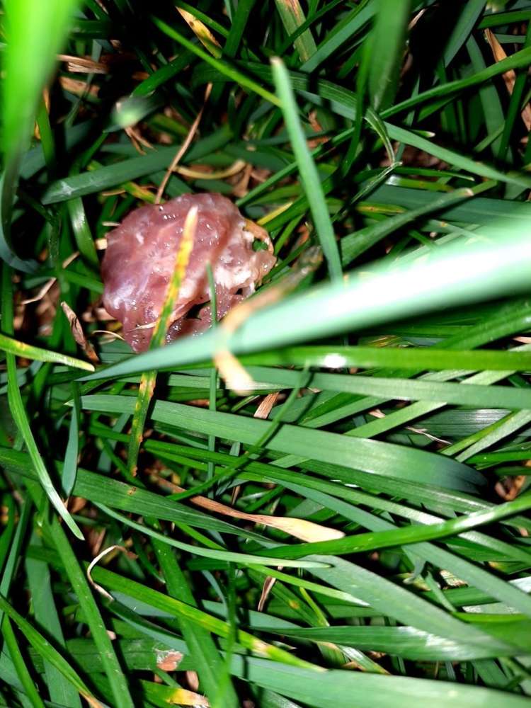 Giftköder-Giftköder-Profilbild