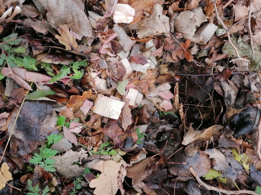 Giftköder-Wahrscheinlich Giftköder-Profilbild