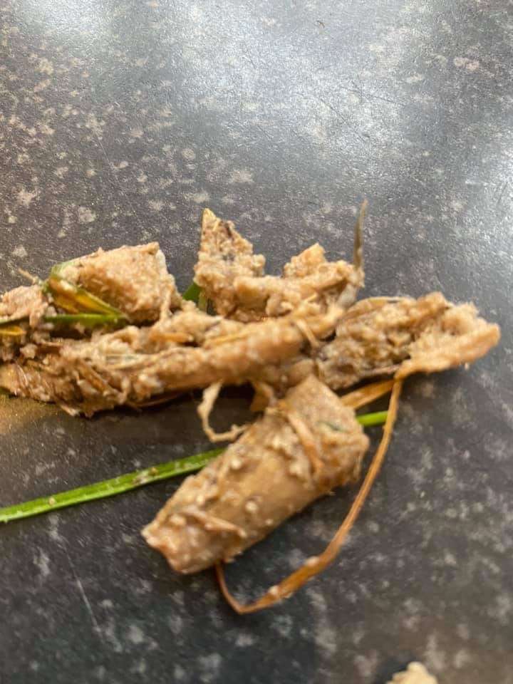 Giftköder-Giftköder mit Schneckenkorn-Profilbild