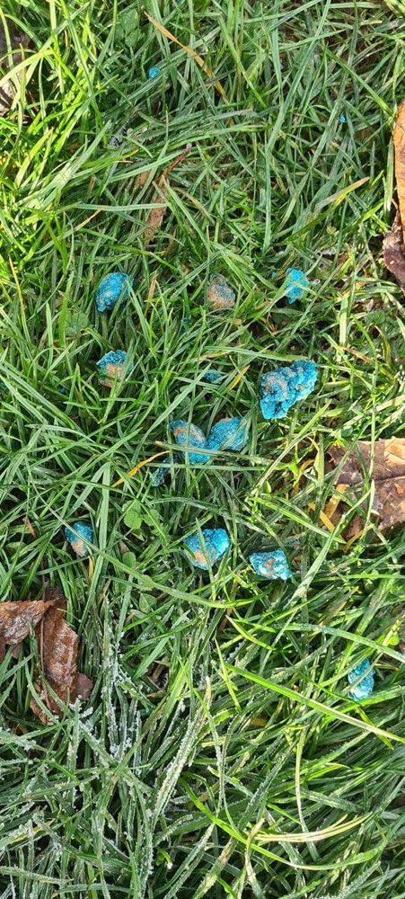 Giftköder-Rattengift auf der Wiese-Profilbild