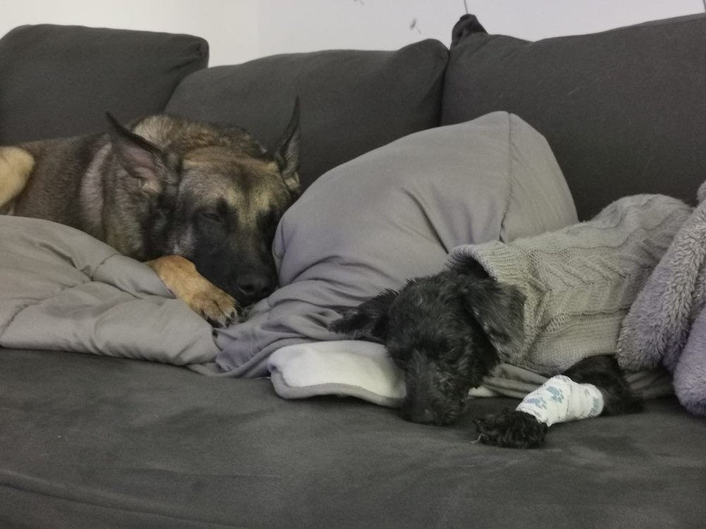 Giftköder-Rattengift-Profilbild