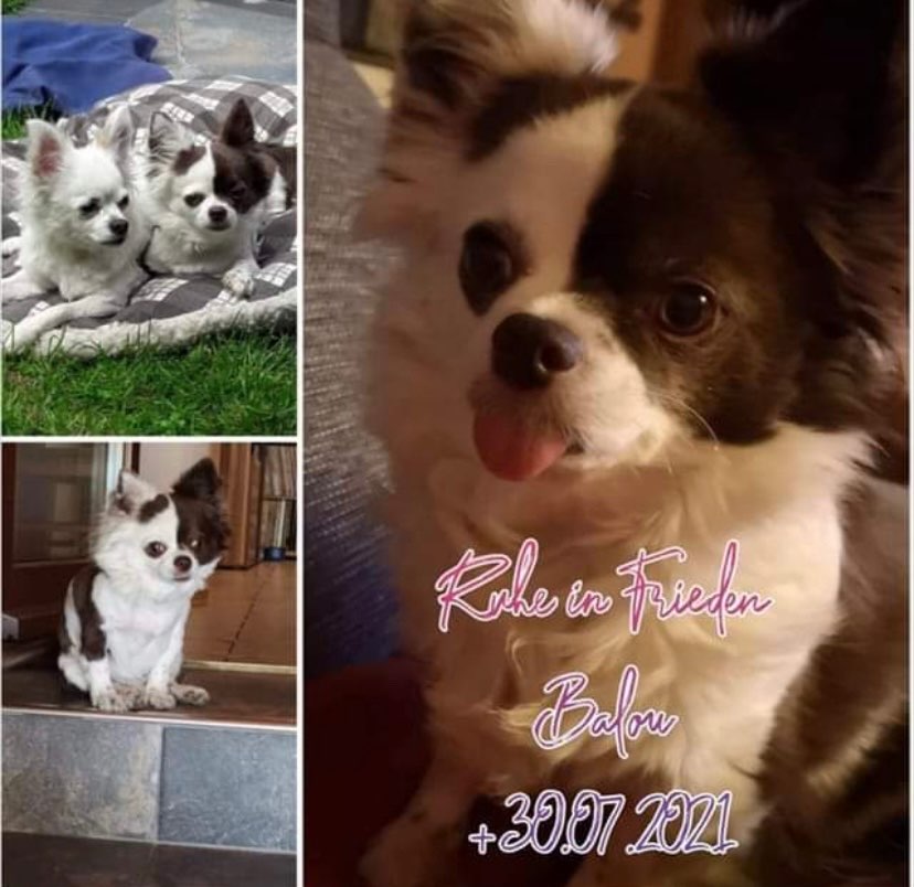 Giftköder-Vergifteter Hund-Profilbild