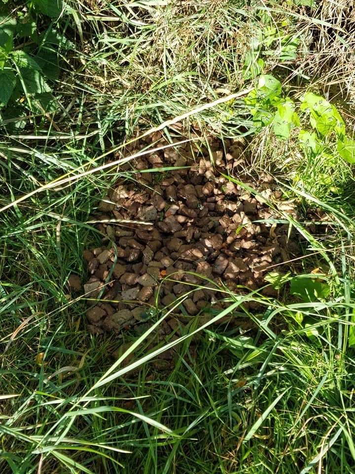 Giftköder-Fleischreste am Wegesrand-Profilbild