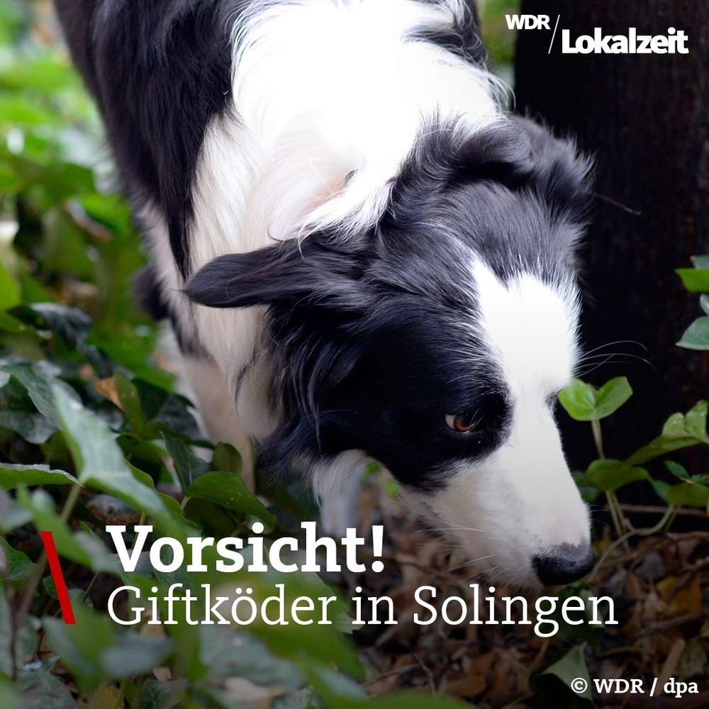 Giftköder-Rattengift-Profilbild