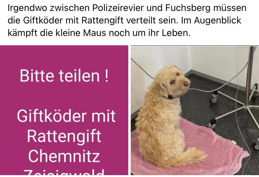 Giftköder-Vergifteter Hund-Profilbild
