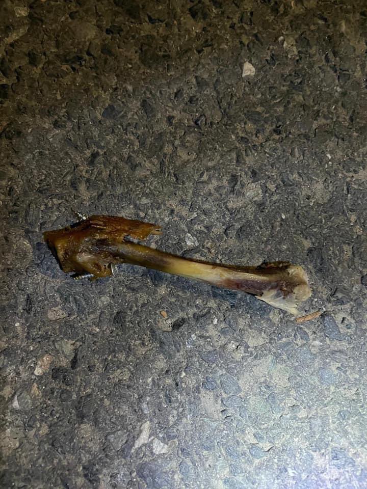 Giftköder-Hühnerknochen mit Schrauben-Profilbild