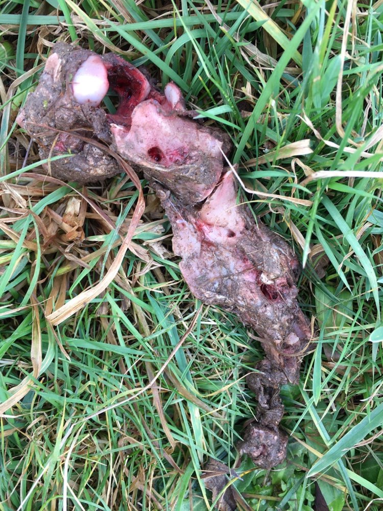 Giftköder-Ausgelegte Knochen-Profilbild