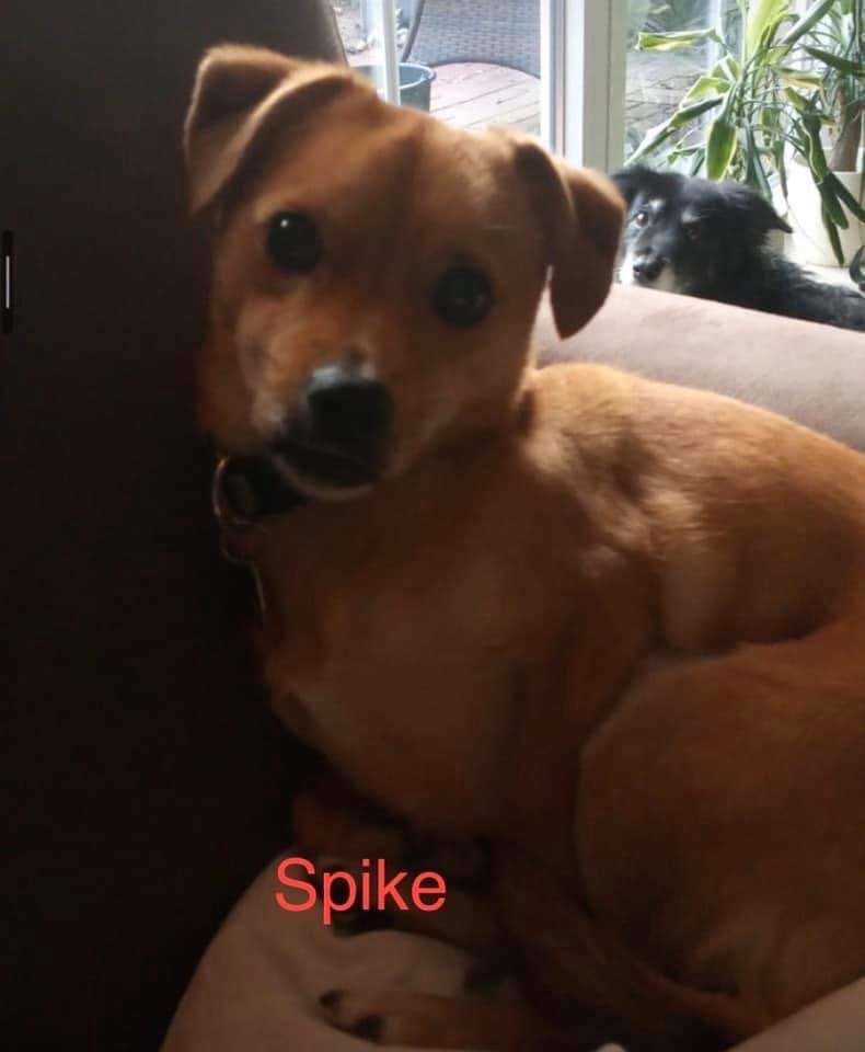 Giftköder-Rattengift-Profilbild