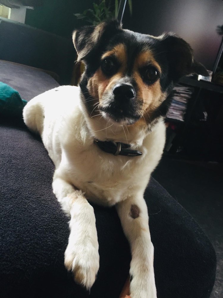 Giftköder-Giftköder / Rattengift-Profilbild