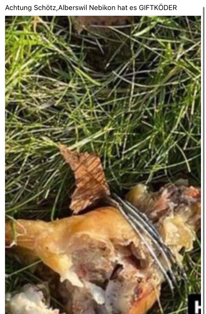 Giftköder-Giftköder-Profilbild