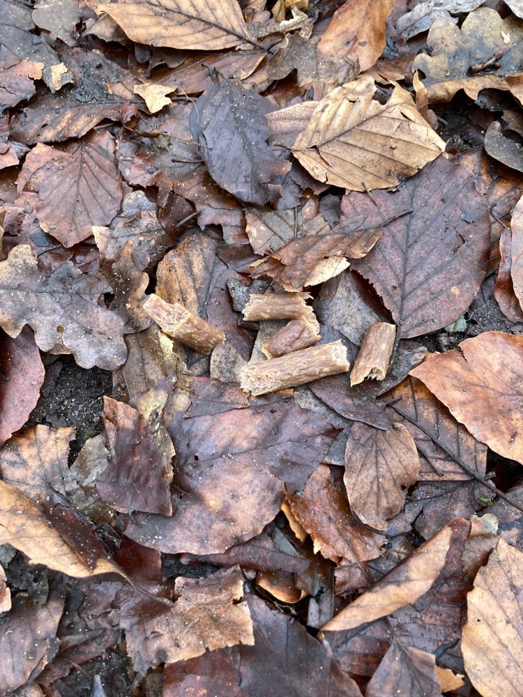 Giftköder-Evtl Giftköder (Kaustange)-Profilbild