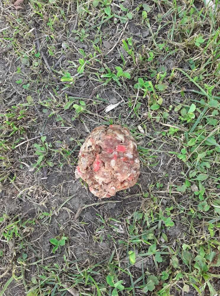 Giftköder-Giftköder-Profilbild