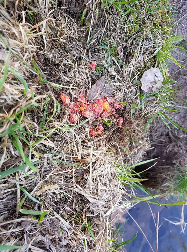 Giftköder-Rattengift-Profilbild