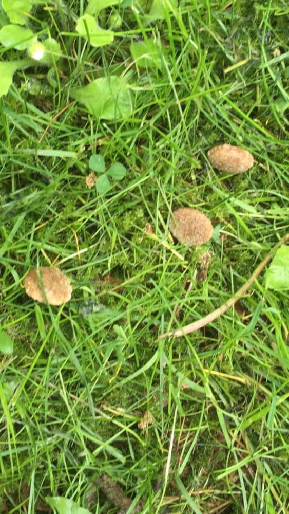 Giftköder-Möglicher Köder-Profilbild