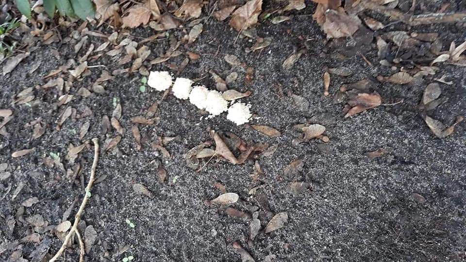 Giftköder-Reiskugeln-Profilbild