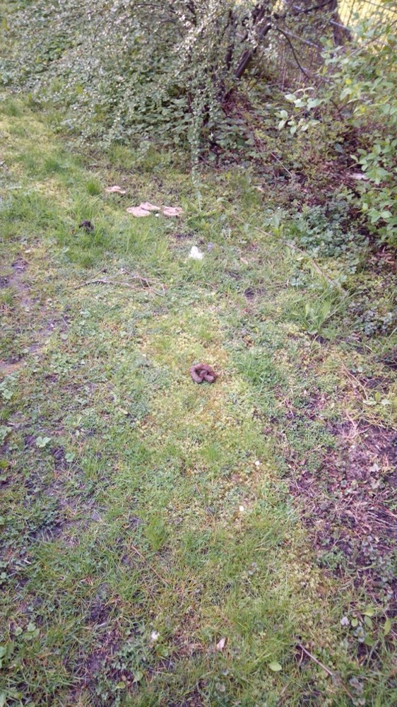 Giftköder-Ausgelegtes Brot - Giftköder in der Nähe-Profilbild