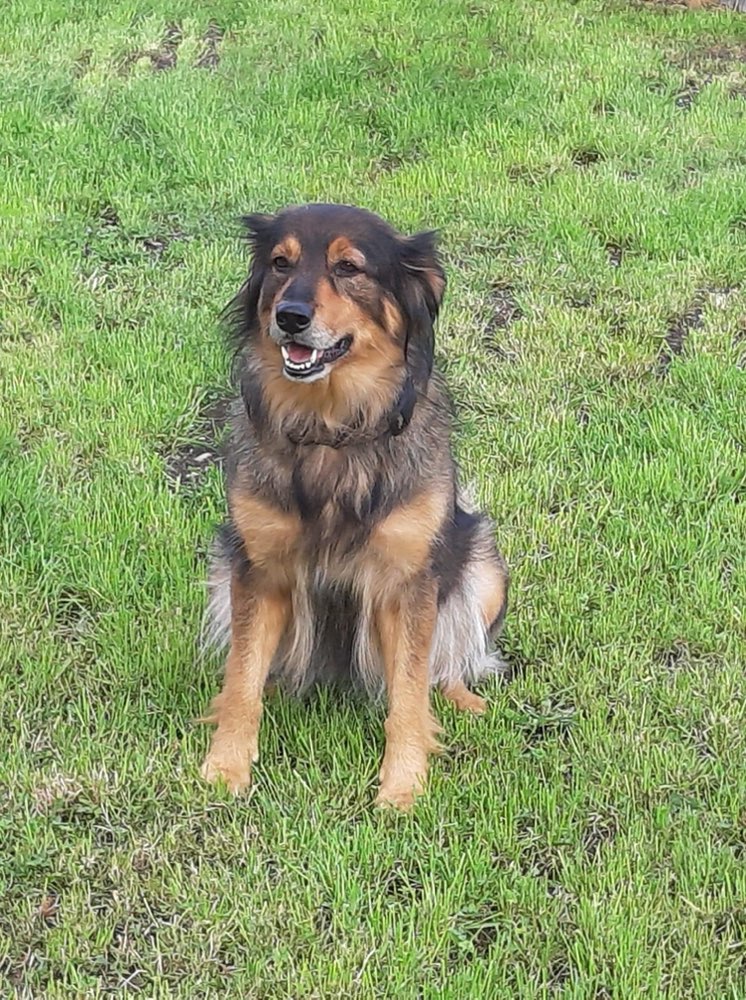 Giftköder-Toter Hund-Profilbild
