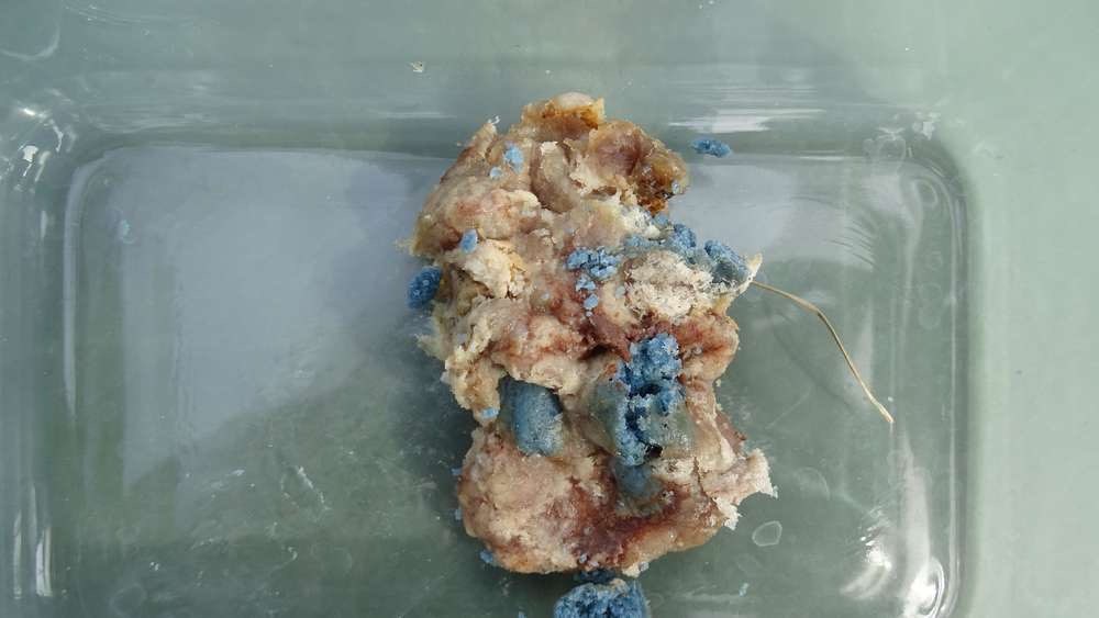 Giftköder-Giftköder im Garten-Profilbild