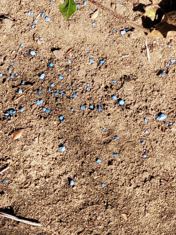 Giftköder-Blaue Körner-Profilbild