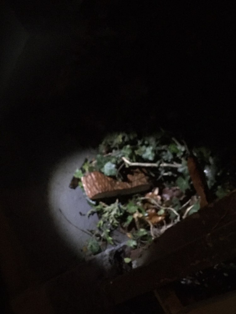 Giftköder-Eventueller Giftköder in Bad Honnef-Profilbild