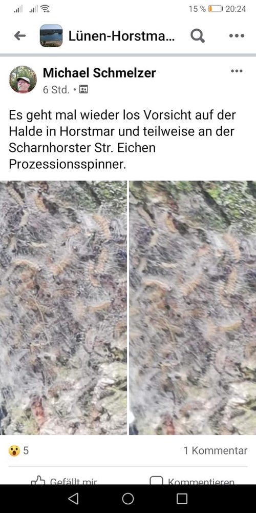 Giftköder-Eichenprossessionsspinner-Profilbild