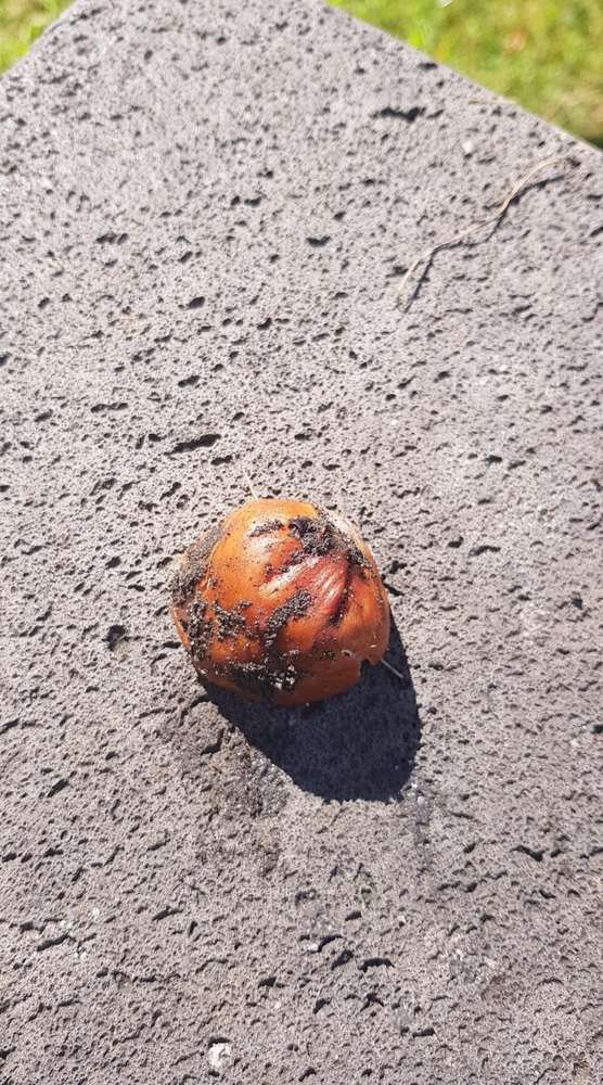 Giftköder-Mettwurst-Klumpen-Profilbild