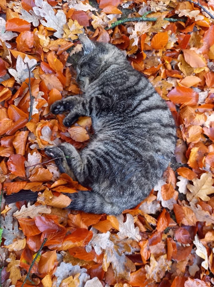 Giftköder-Giftköder-Profilbild